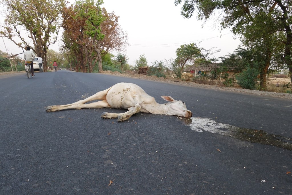 Cow dead in Bundelkhand