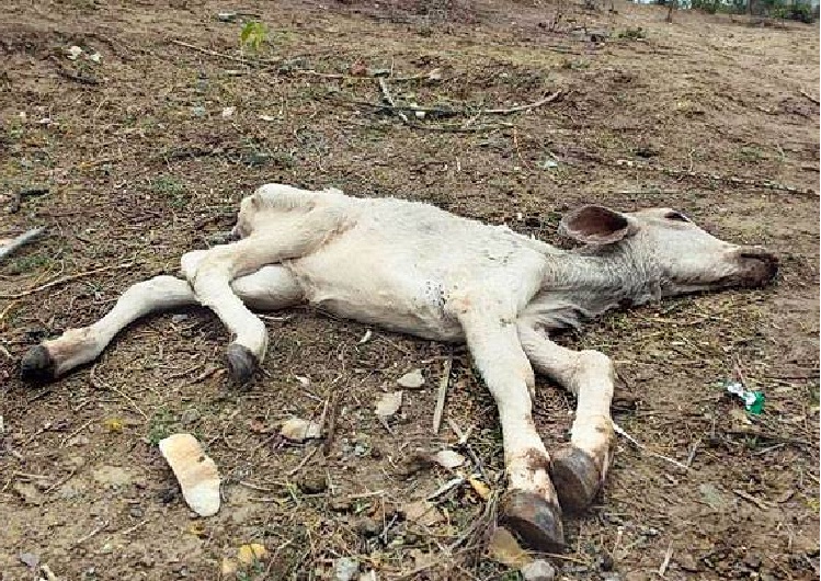 Cattle Dead In Bundelkhand