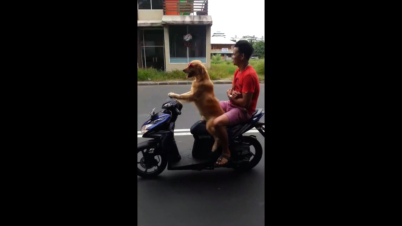 Dog Driving Bike