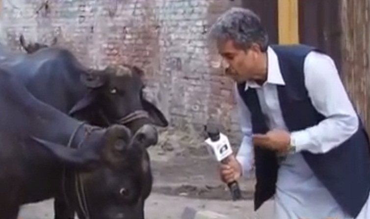 Pakistani reporter interviews buffalo