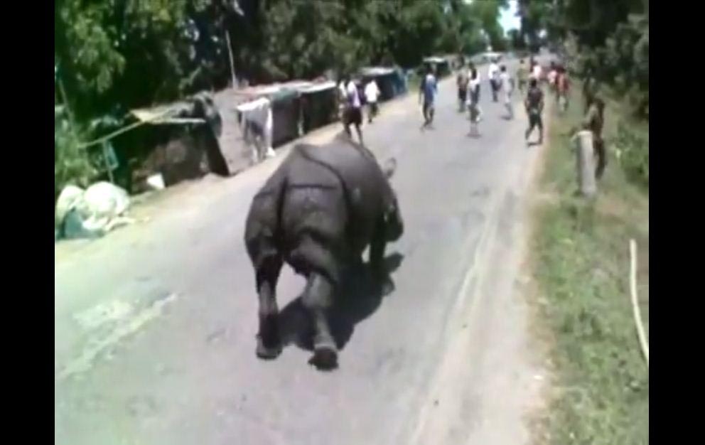Rhino wanders on road