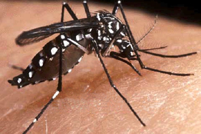 3000 dengue cases