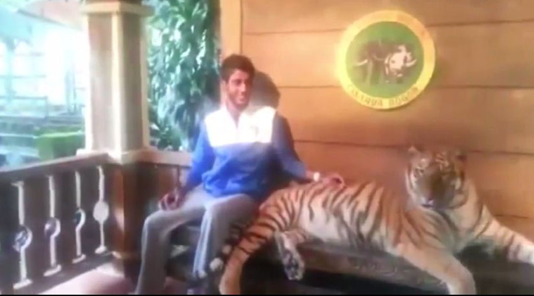 Taking Picture With a Tiger