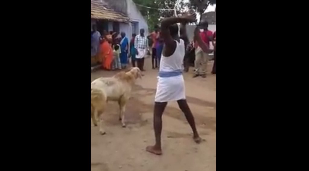 man-tries-to-kill-a-goat
