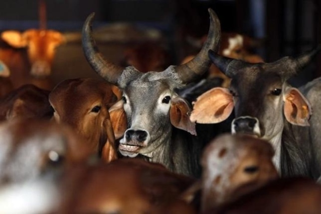 sc on beef ban