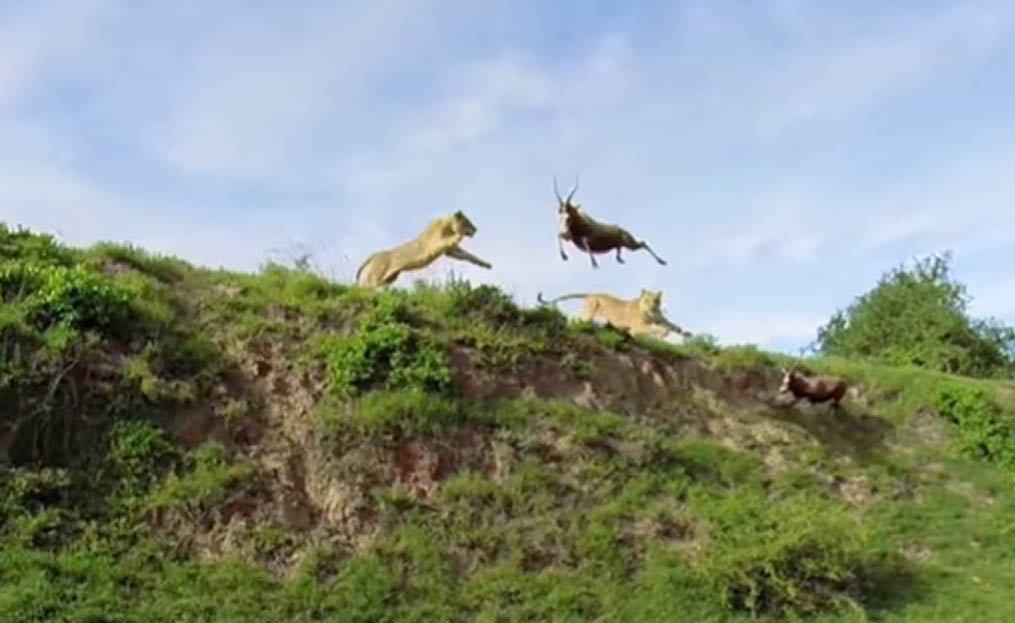 Leaping Lion Catches Antelope