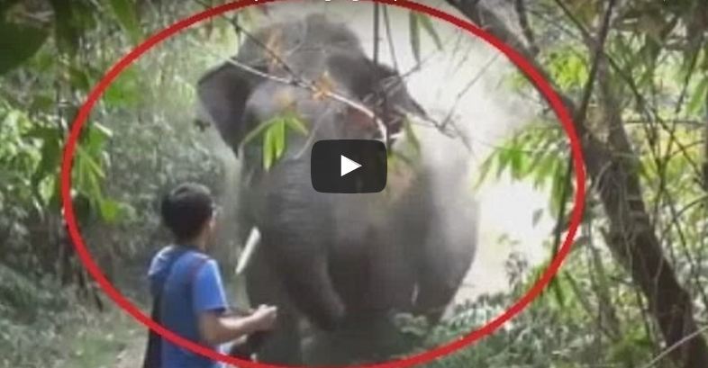 Man Stopped Elephant