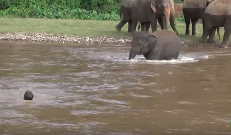 Elephant Saved Man