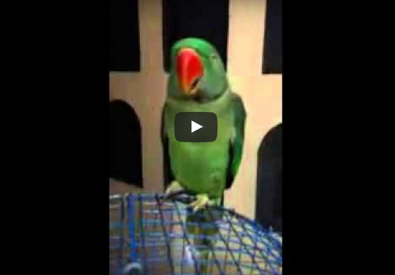 Parrot talking punjabi video