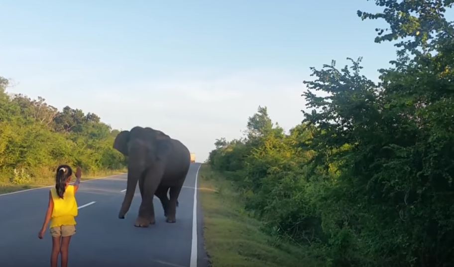 Little Girl Stops Elephant Video