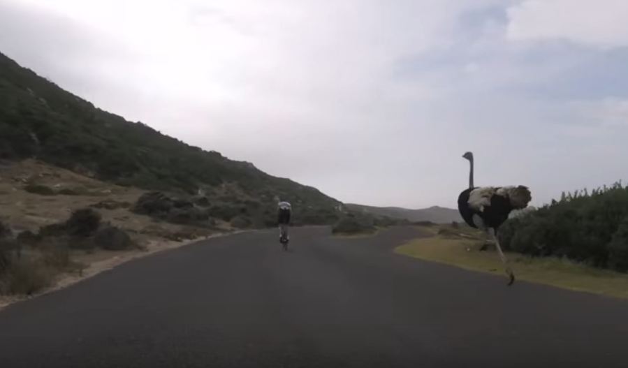 Cyclists chased by an ostrich