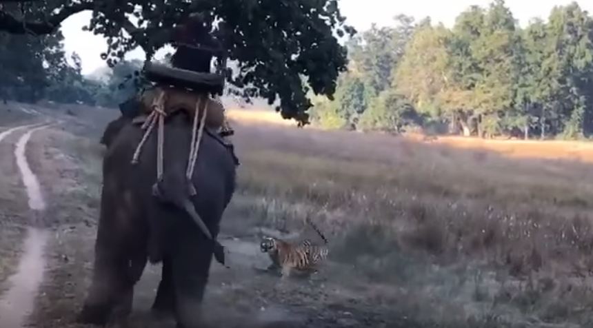tiger attacks elephant video
