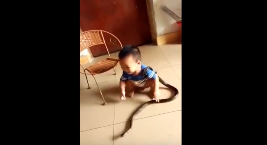 Child With Snake Video