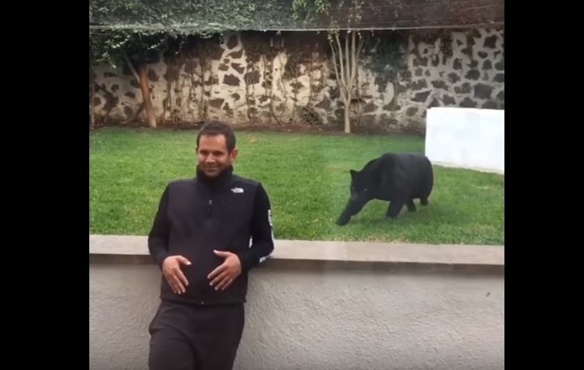 Panther filmed man video