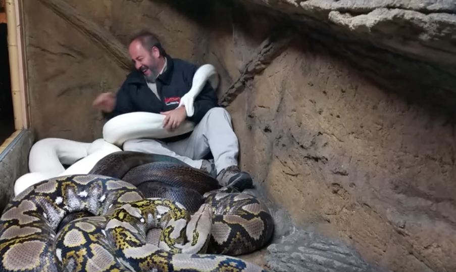 Man Playing Dangerous Pythons