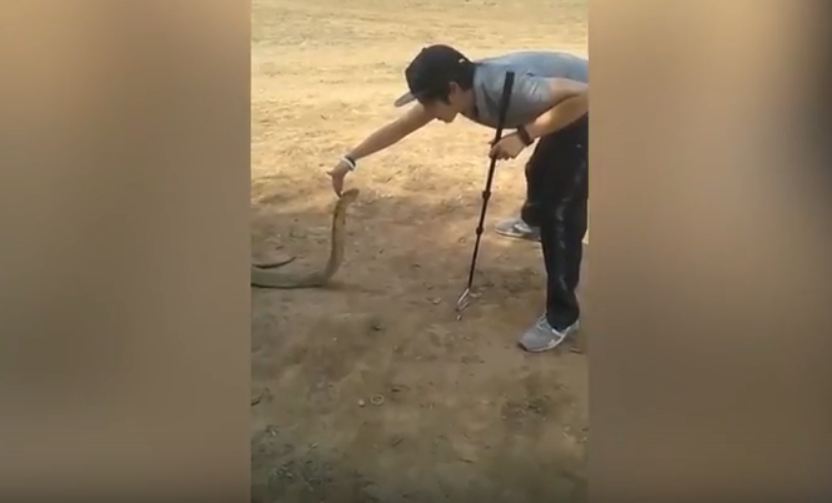 Man Catching Cobra Video