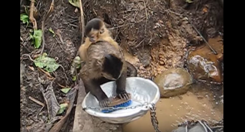Monkey washing dishes video