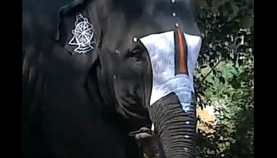 Elephant plays mouth organ video