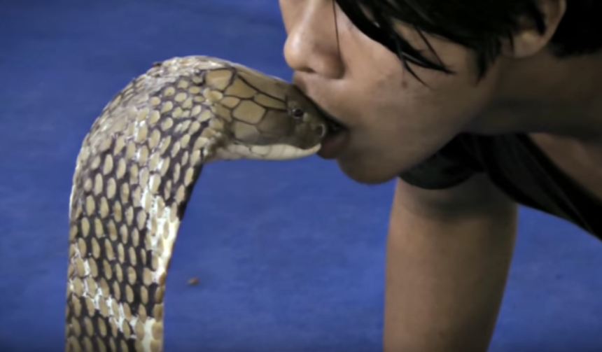 Man Kisses King Cobra Video