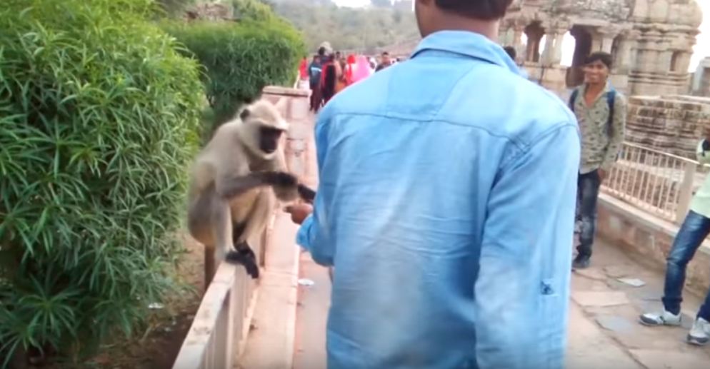 Indian monkey funny video