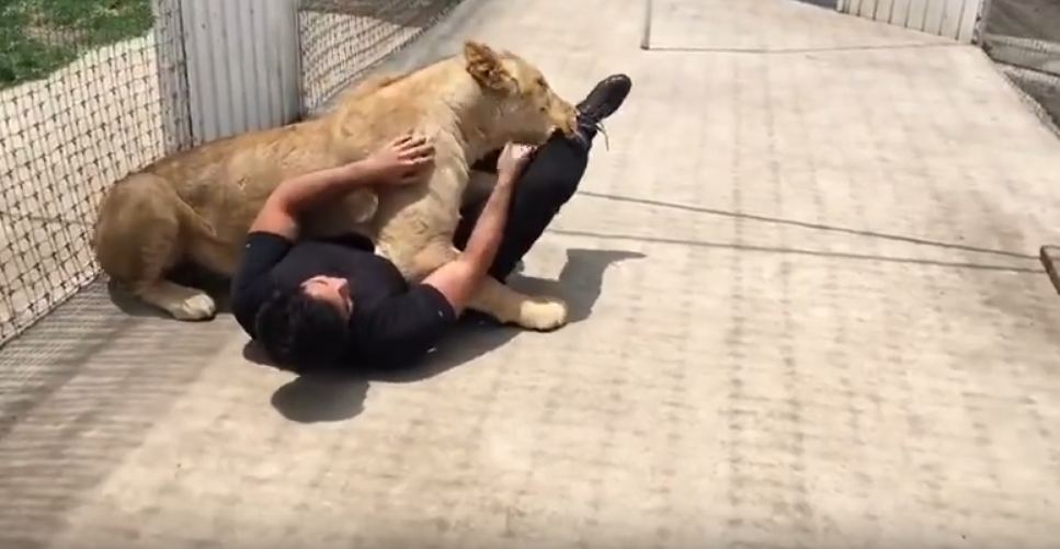 Man With Lion Video