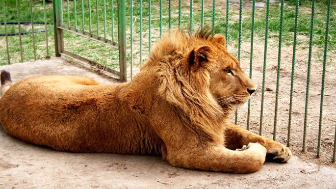 lion safari etwah breeding program
