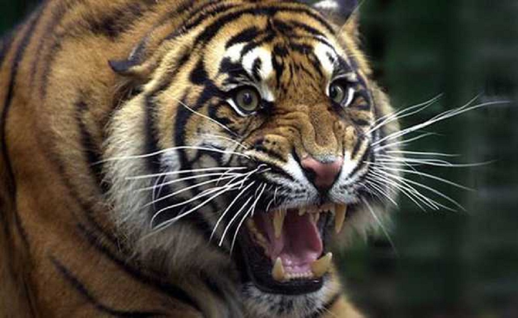 pilibhit man eater tigeress