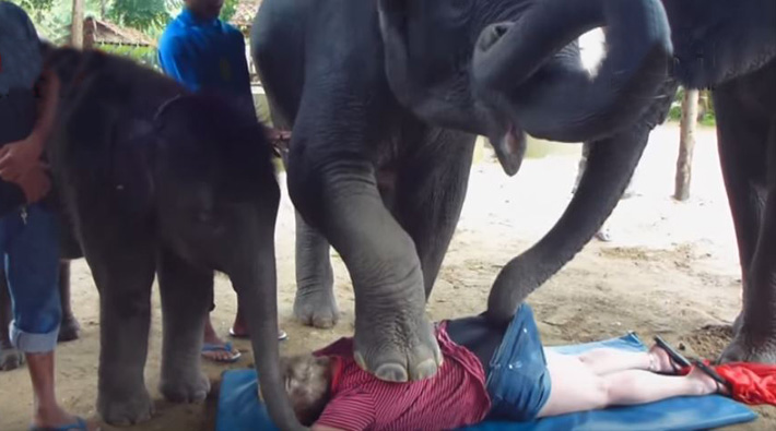 Elephant strips off woman clothes