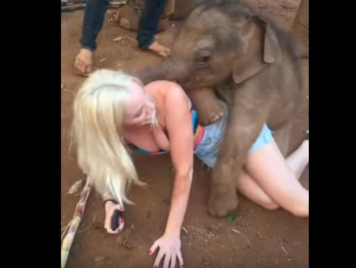 Baby Elephant with girl video