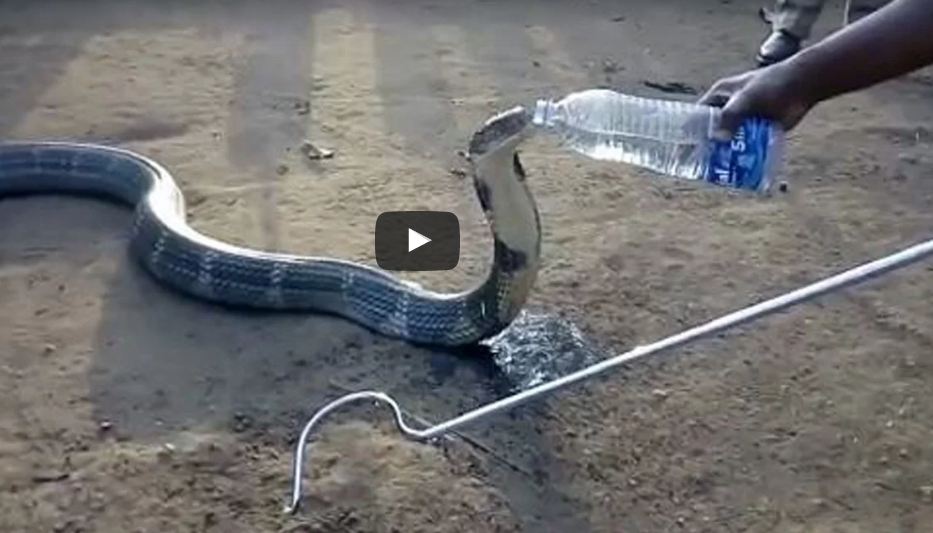 Cobra Drinks Water Video