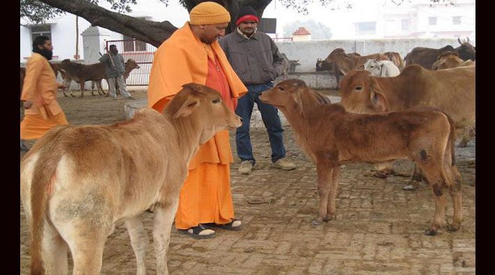 adityanath yogi with cow