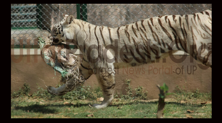 lucknow zoo white tiger