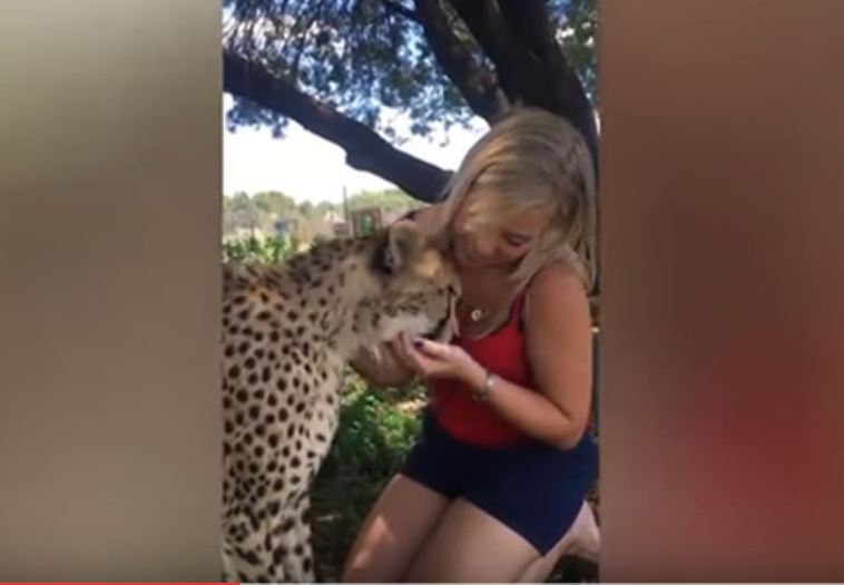 Women Playing With Cheetah Video