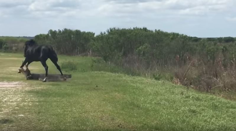 Horse Attack on Alligator