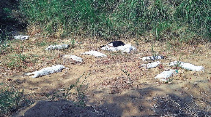 rabbits die in akbara village