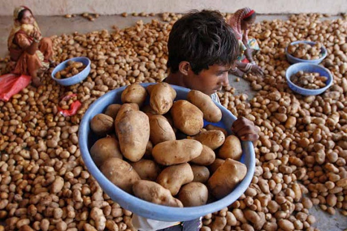 potato farmers proposal