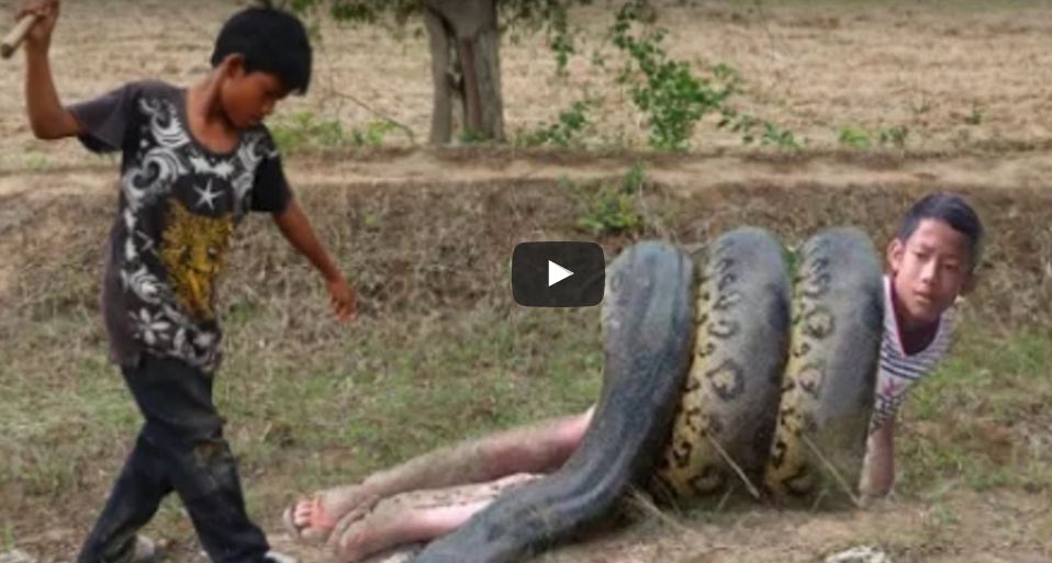 Boys Catch A Giant Python