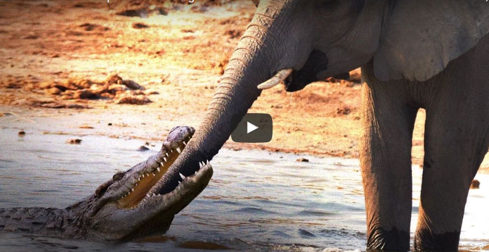 Crocodile Attacks Elephant
