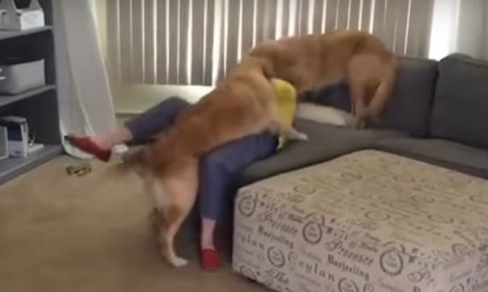 dogs playing with girl amazing video