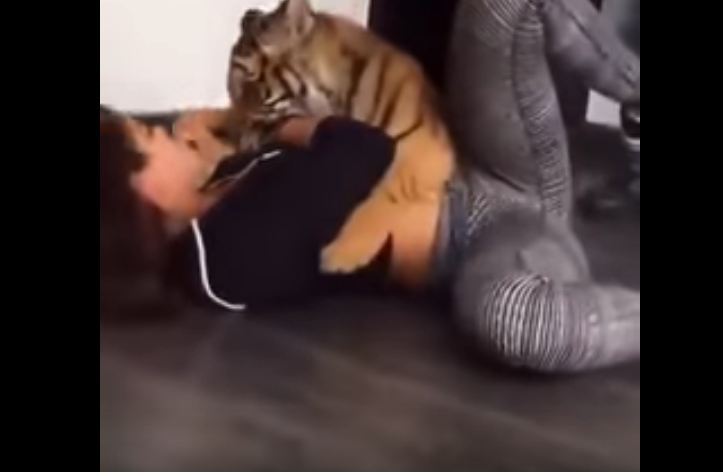 Girl playing with tiger