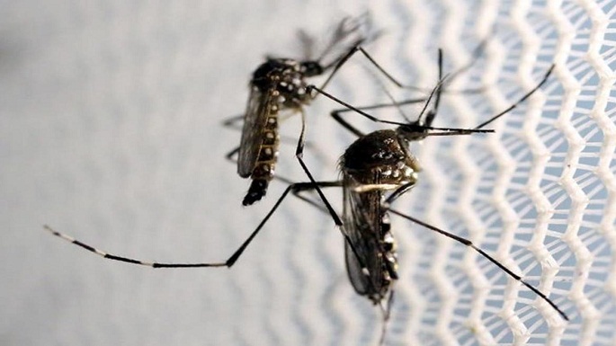 zika virus enters ahmedabad who confirms
