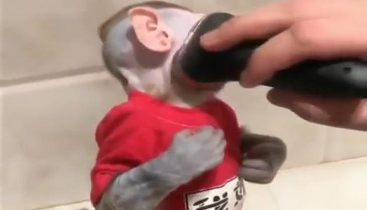 monkey shaving