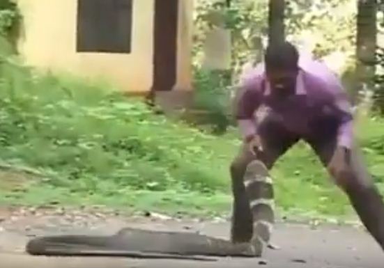 man fighting snake