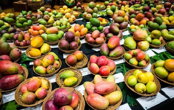 allahabad mango festival