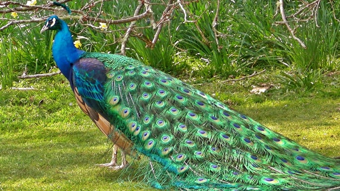 peacocks don't have sex