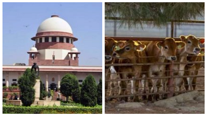 central government against cow violence