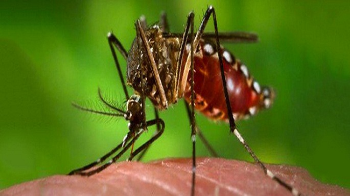 shakti bhawan dengue larwa