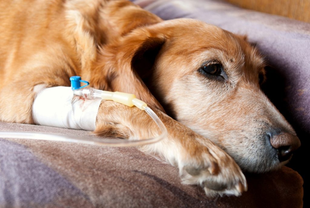 Dogs with cancer may survive longer with high cholesterol