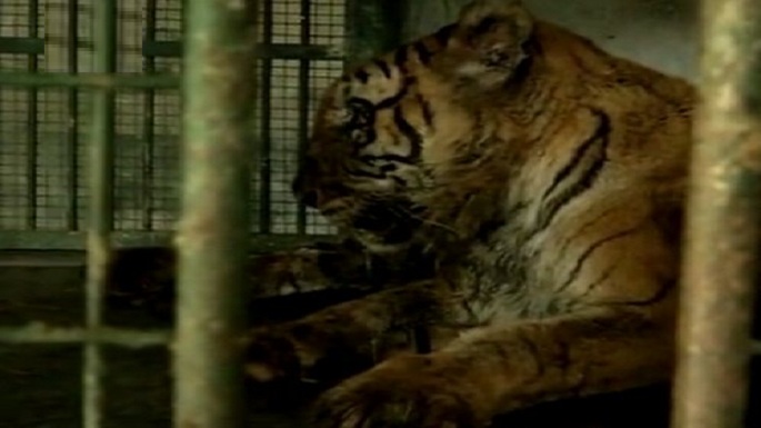 india oldest tigress passed away