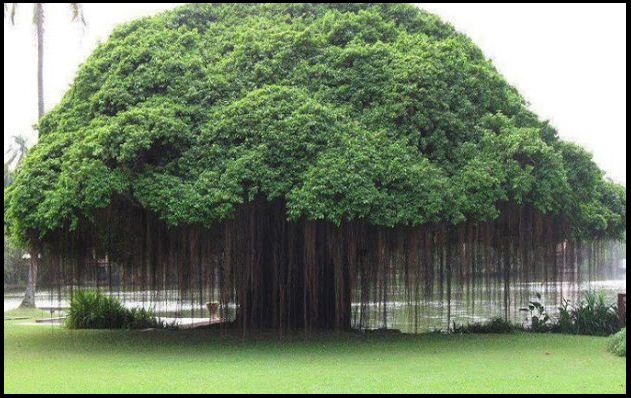 wonderful miraculous tree